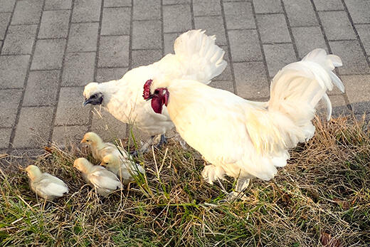 至誠学園で飼っているにわとり小屋